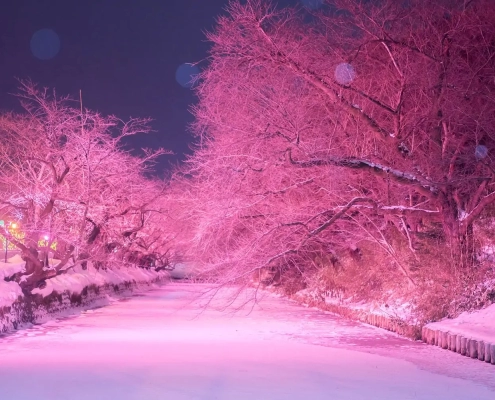 Les sakura en hiver du château de Hirosaki à Aomori